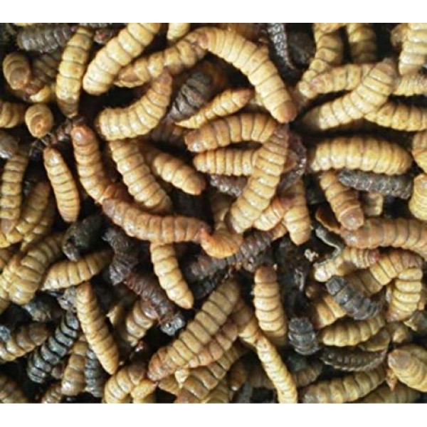 Live black soldier flies larvae (BSF larvae)