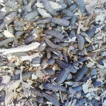 Black soldier fly la...