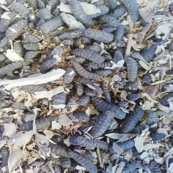 Black soldier fly larvae 