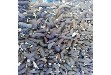 BSF Larvae Pupae Stage