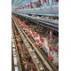 Poultry Farming