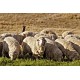 Sheep Farming