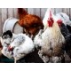 Chickens