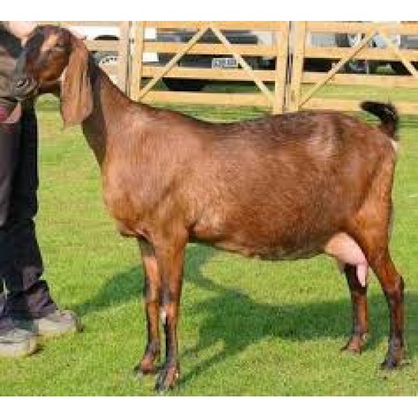 Shirohi  goat